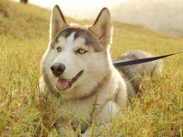 为什么哈士奇不能去当警犬?二哈:智商低怎么啦