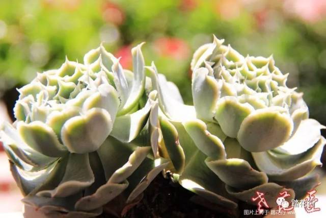 秋天的灿烂【多肉】