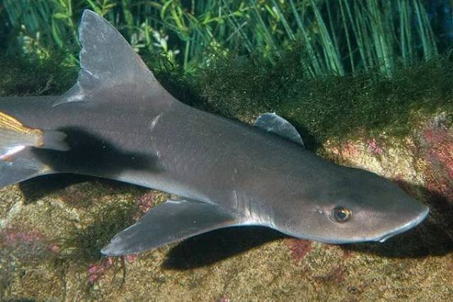 每天认识一种鱼(399)丨加州星鲨:不会伤害人类的鲨鱼!