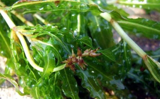 野草菹草是小龙虾生长环境的天然饵料深受养殖户们的喜爱