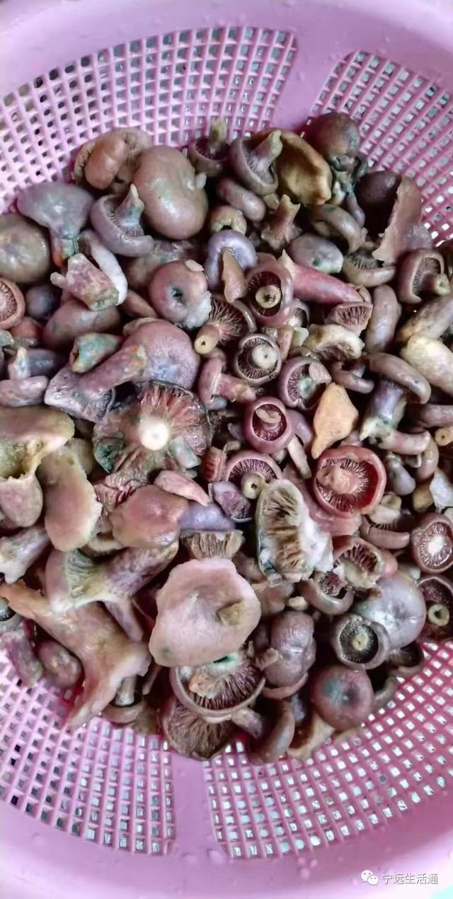 宁远的天鹅菌上市了!