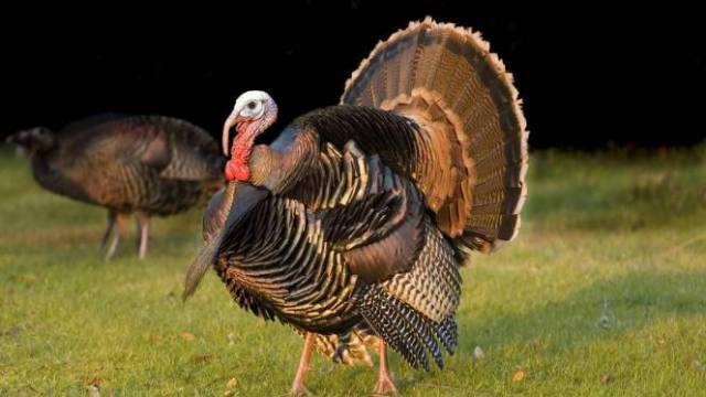 河南小伙养火鸡成功创业,带领村民一起发家致富