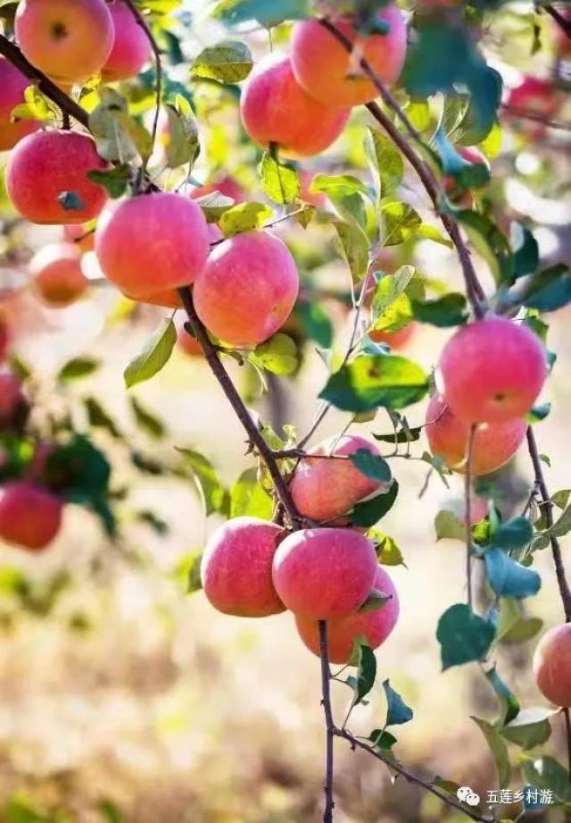 那个叫宋洁的苹果熟了