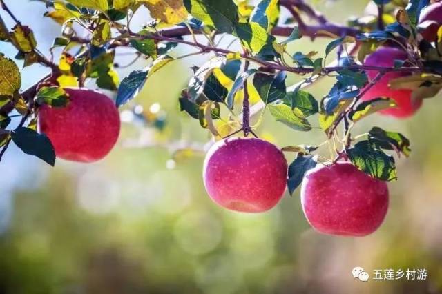 那个叫宋洁的苹果熟了