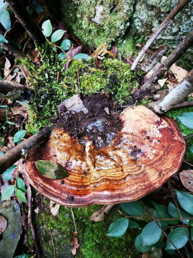 宣城境內發現大規模瀑布群,野生大靈芝.