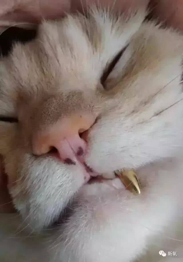 王思聪的狗背lv算啥,这只花800万整形的狗,镶金牙,电波拉皮