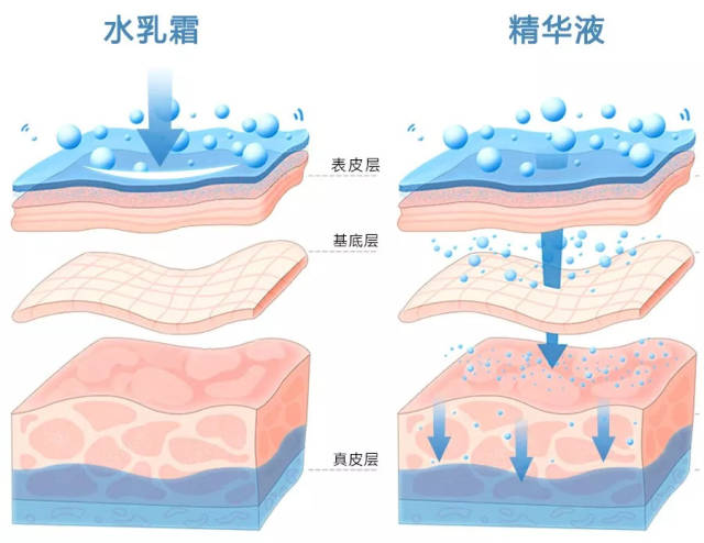 只有分子量极小渗透力极强的 精华液