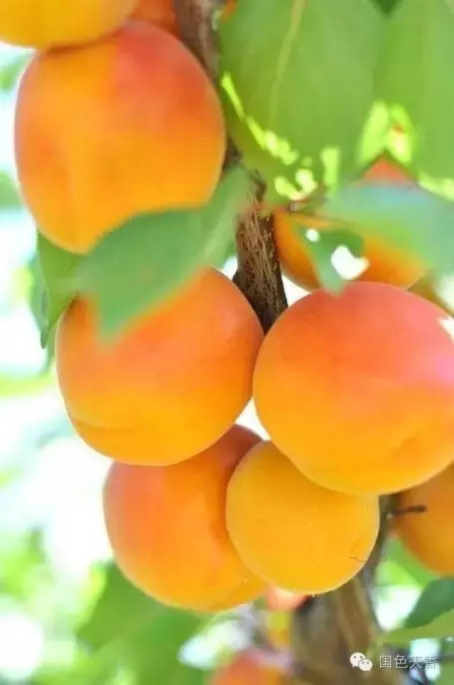 【美图欣赏】金秋十月,硕果累累