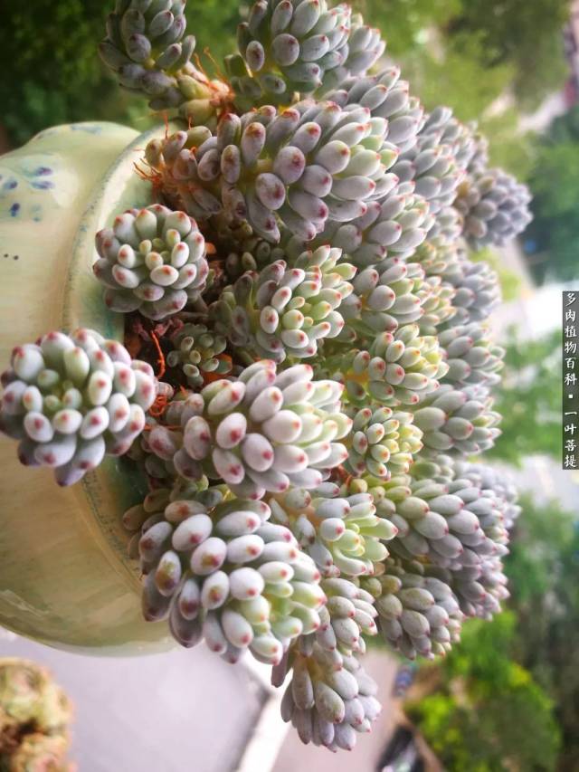 多肉绽放季,秋韵满窗台!生命就要浪费在美好的事物上!