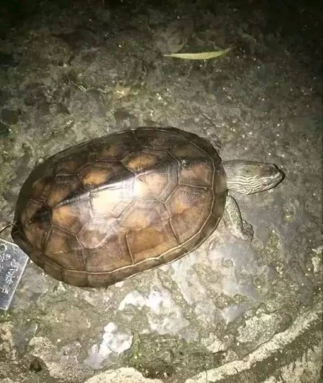 男子夜钓获"黄壳乌龟",身上挂了个铁牌还刻了文字_手机搜狐网