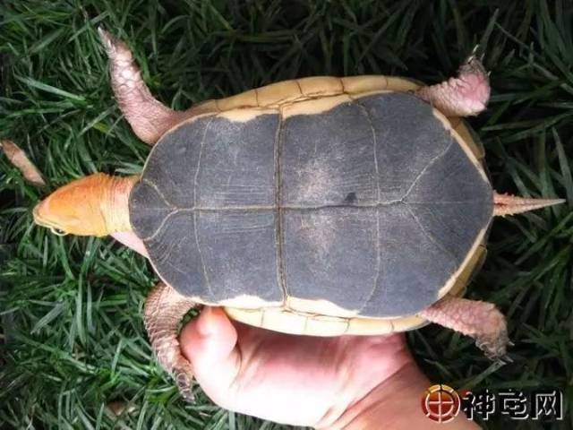 黄缘闭壳龟:台湾种和安徽种区别真如此之大?