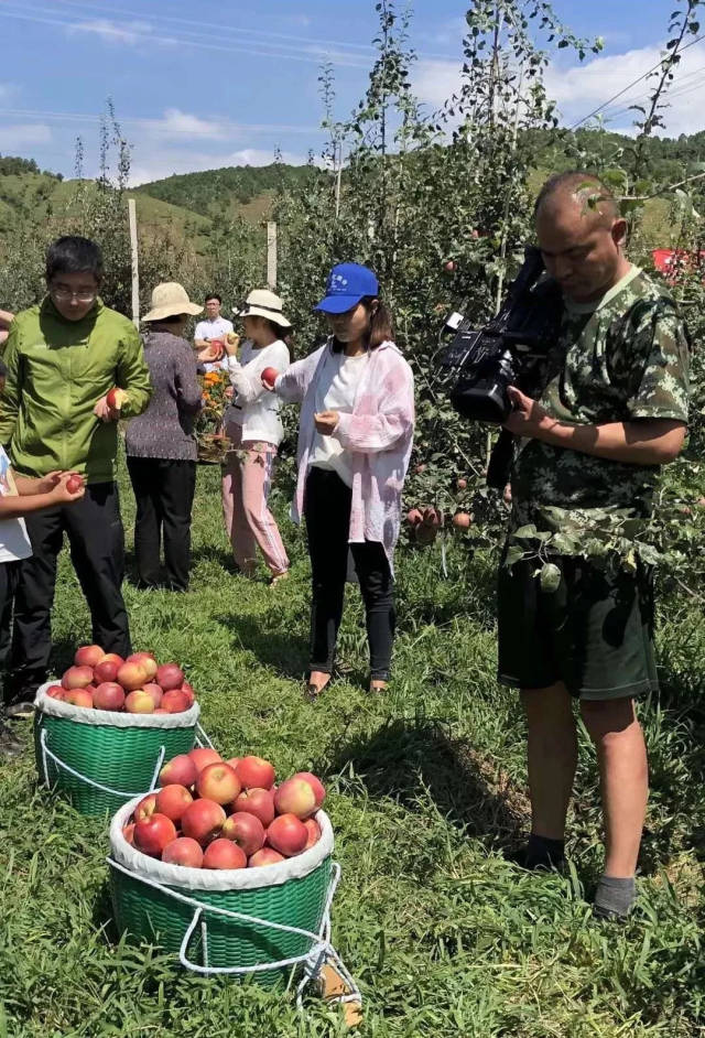我们彝族姑娘摘苹果好高兴