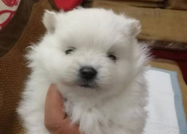 刚出生一个月的博美,网友:这么可爱,送我一只吧!