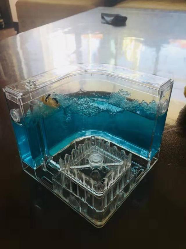 蚂蚁也能当宠物?盘点那些年我们养过的异宠!不能乱养,谨防违法哦!