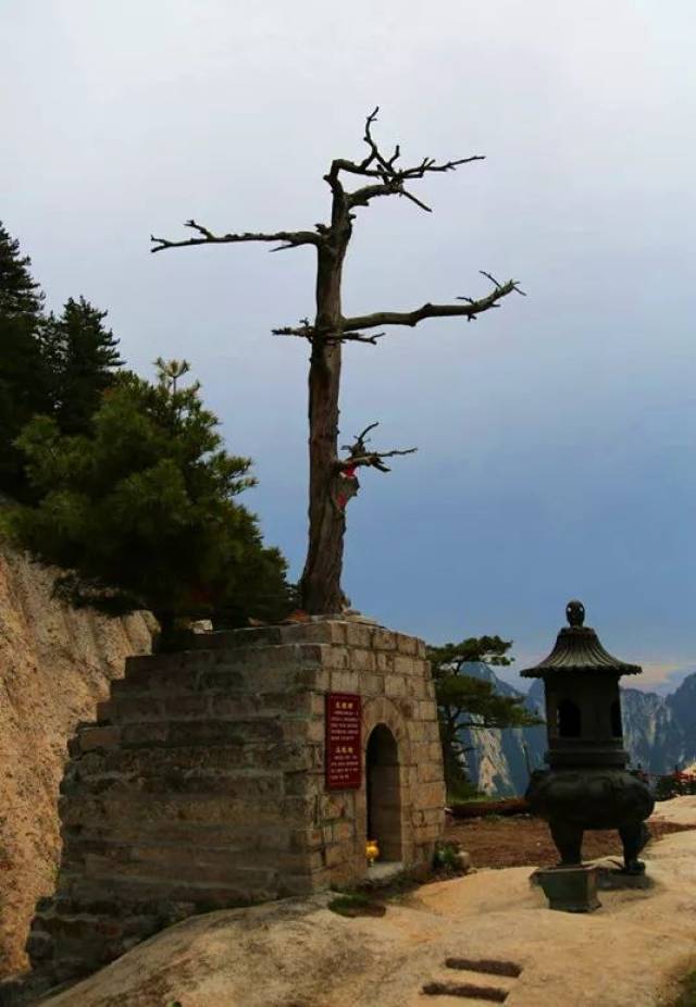 无根树