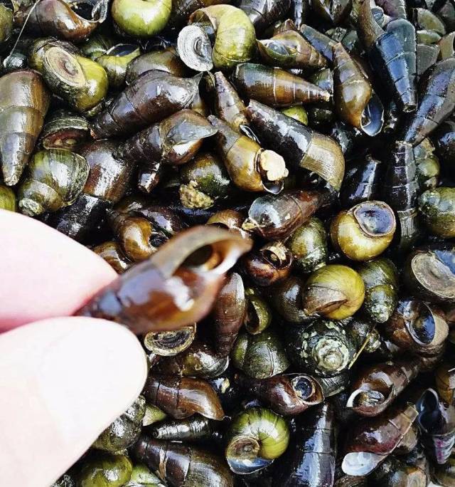 在怀集人的童年里,一定少不了这道山间美食"山坑螺"