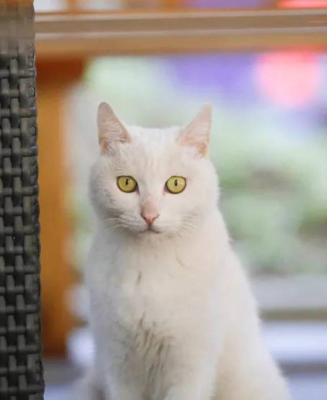 金瞳白猫,金瞳黑猫_大山谷图库