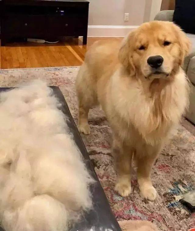 又到狗子们脱毛的季节了!金毛:这些毛准备怎么办呢?