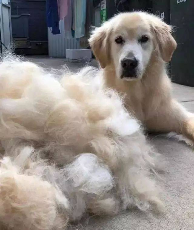 金毛:这些毛准备怎么办呢?