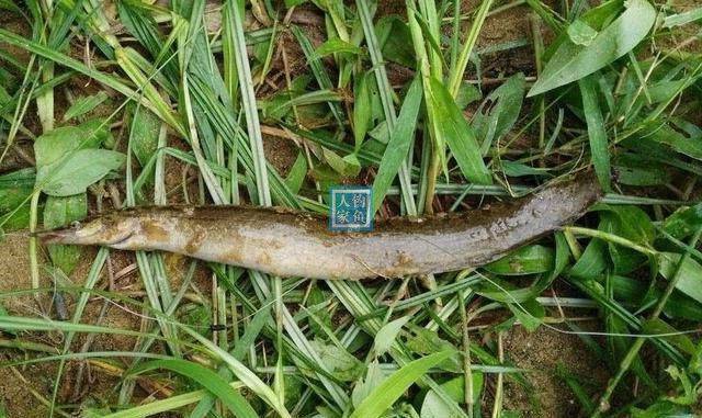 湍急江水钓鱼,钓获长江珍贵中华棘鳅,它具有补肾调虚及养颜功效