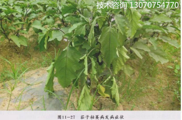 茄子枯萎病青枯病发病症状及防治措施