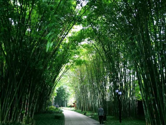 成都望江公园竹子图片图片