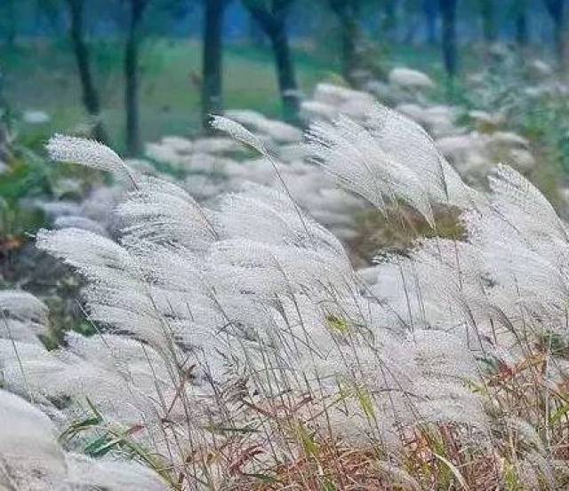 每当微风轻拂,芦枝摇摆时,他们仿佛要化作漫天飞絮,在茂密的苇丛中与