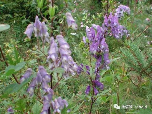 產地烏頭,天雄,附子,側子,漏籃子,川烏頭,川烏,制川烏,千秋相關名本品