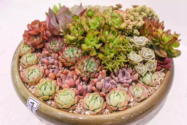 古城·多肉文创汇 | 一次被萌萌哒多肉征服的