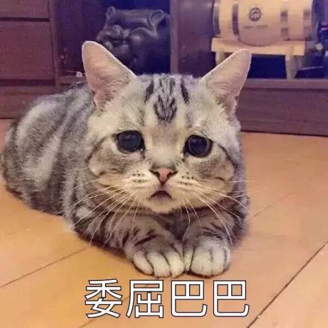 猫星人委屈巴巴的表情包