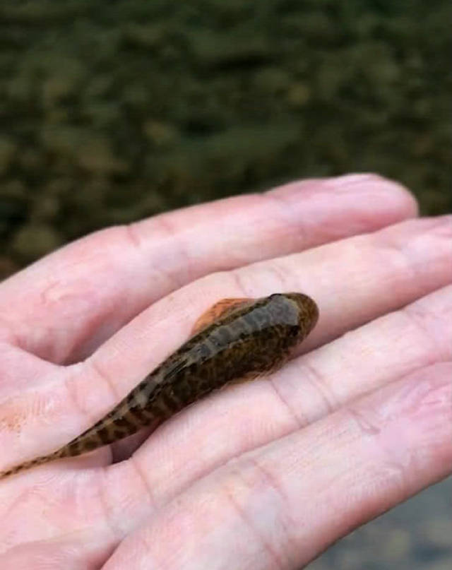 石竹鱼长相丑陋却美味价格更夸张四川卖上千元一斤