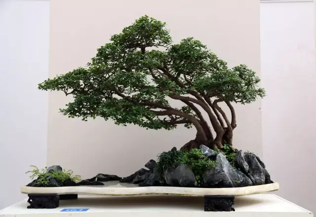 2019北京"世园会"国际盆景竞赛—江苏选拔赛初选入围作品赏析