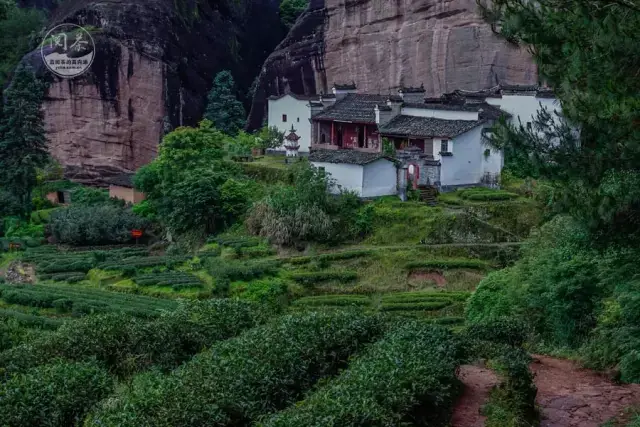 武夷山茶生长环境有多好(上)