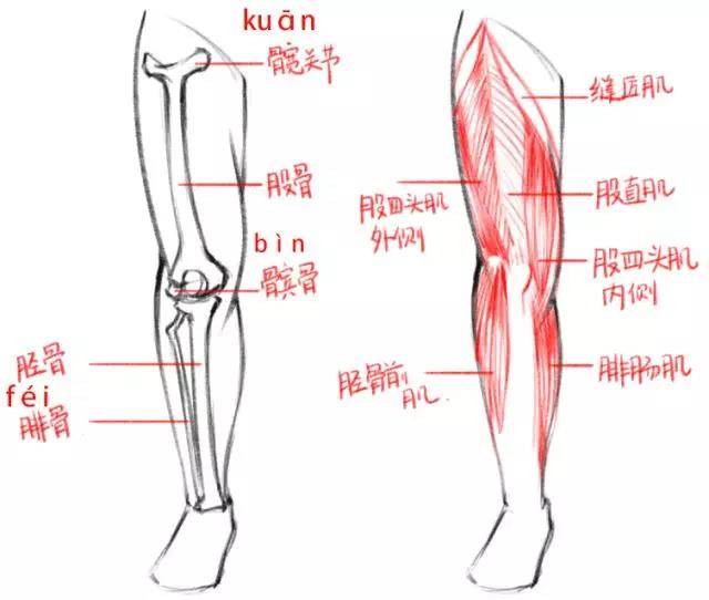 整个腿结构名称图解图片