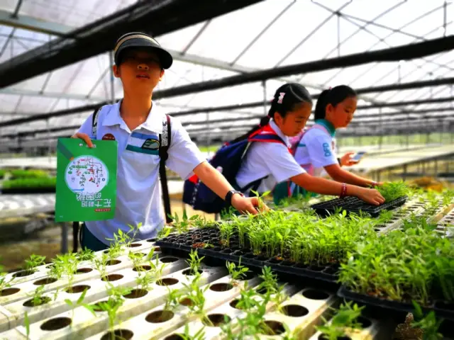 课程推荐丨无土栽培的奥秘研学课程