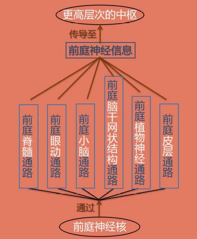 前庭中枢系统是指前庭神经核以上(包括前庭神经核在内) 的神经传导