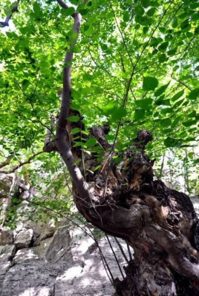 白檀树图片,白檀图片,白檀木原木图_大山谷图库