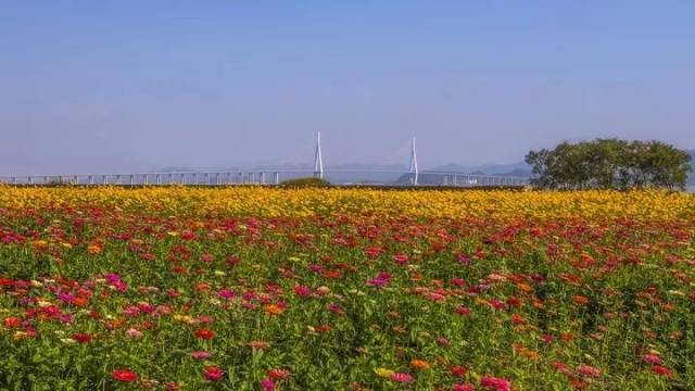 咸祥在海边"私藏"了一片花海,等不及要去打卡了!