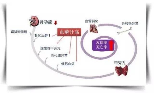 钙磷代谢紊乱对肾病患者的危害_手机搜狐网