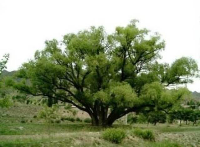 坟头长草,是否可拔?如何能保家业兴旺,百年不