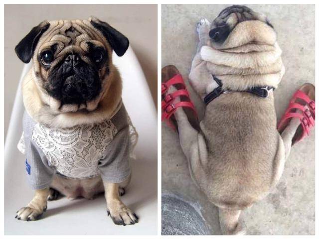 都说"狗大十八变",那些短腿小狗子长大以后都成什么样了呢?