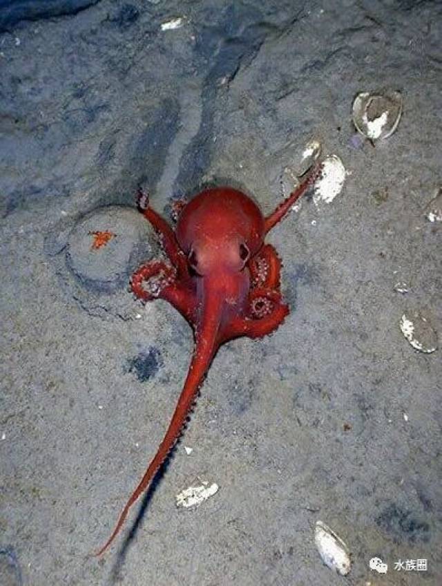 世界十大海洋剧毒生物总有一种你没见过