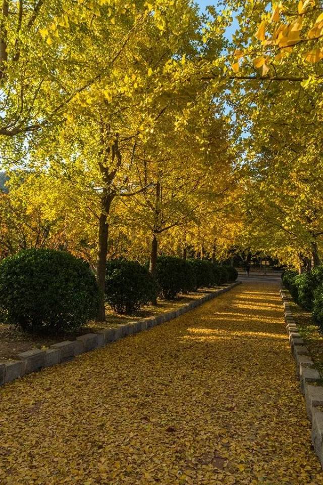 黄金大道的洒金铺路人