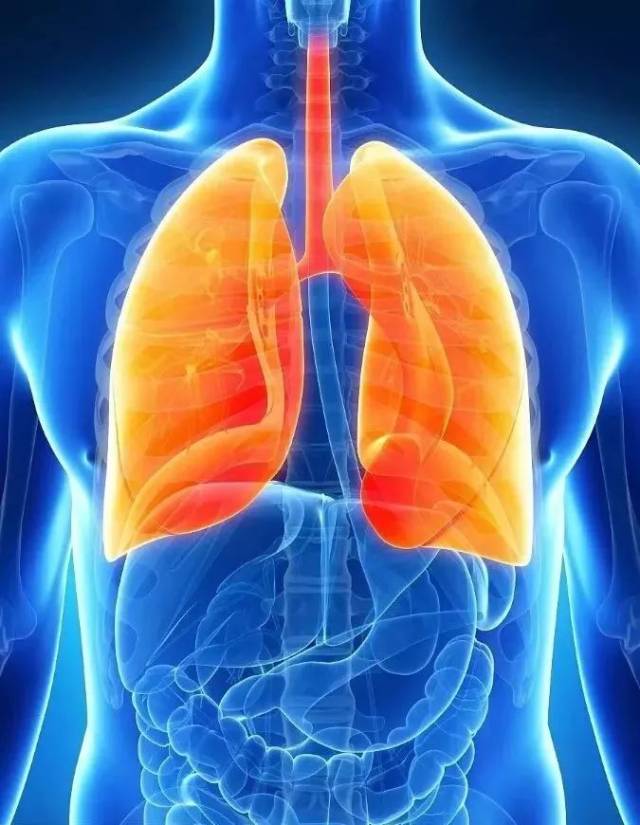 肺人体娇脏