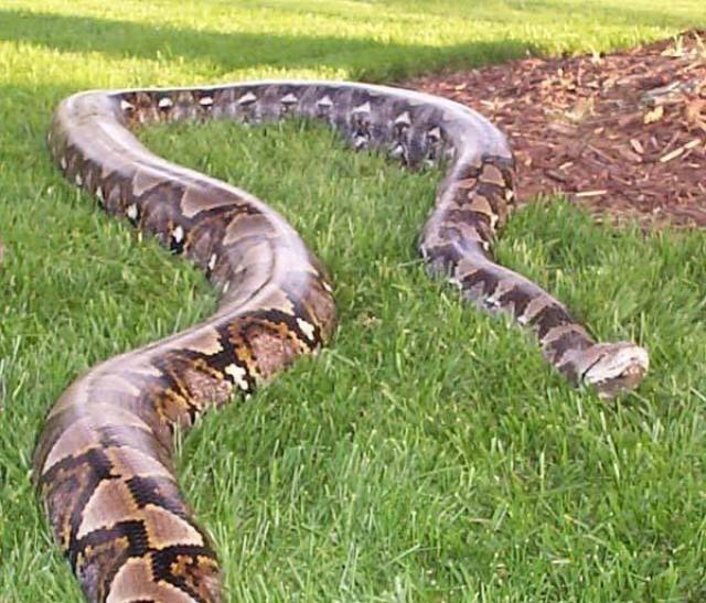 吉尼斯世界上最长的蛇图片