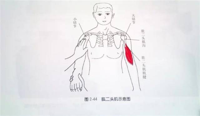 喙突定位技巧图片