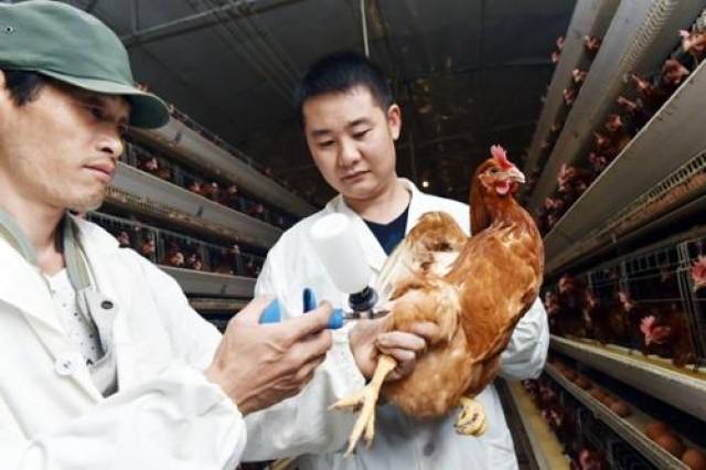 应选择在颈部皮下或浅层胸肌进行注射.