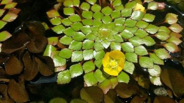 【每日一花】菱叶丁香蓼(黄花菱),菱形叶片拼成花状!