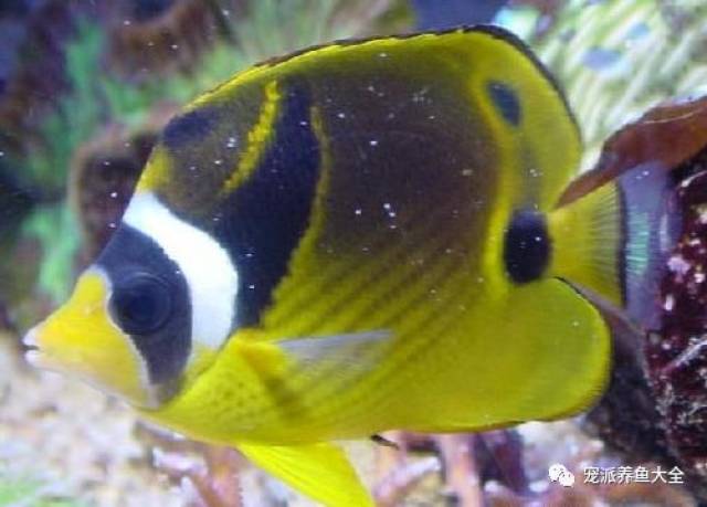 【每日一鱼】月眉蝶,不适合在珊瑚缸中饲养