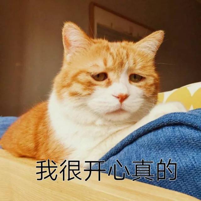 人间不值得你不开心壁纸猫和老鼠人间不值得壁纸